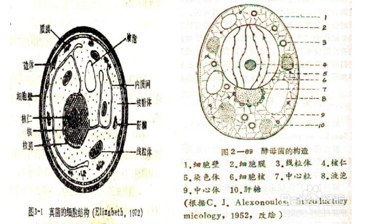 如何判断有无核膜？