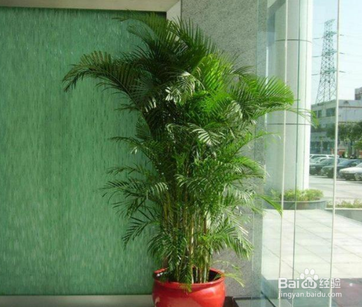 散尾竹室内如何养