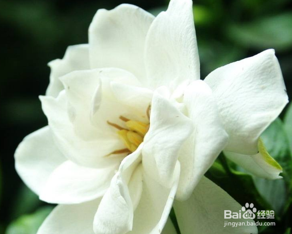 栀子花怎么养殖?