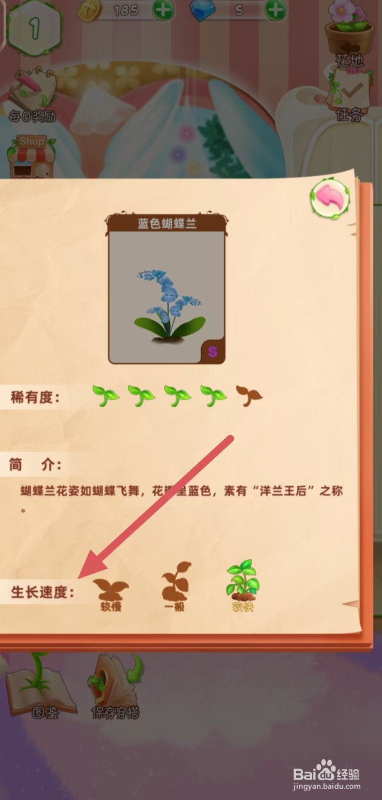 花花姑娘怎么查看蓝色蝴蝶兰的生长速度