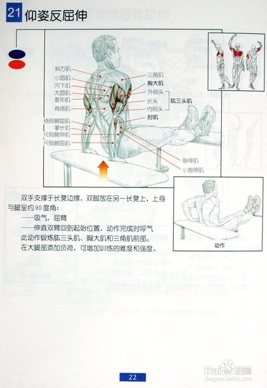 身体各部位肌肉训练的方法有哪些
