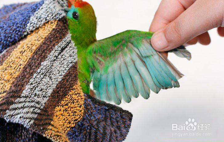 如何让鸟长出新的羽毛