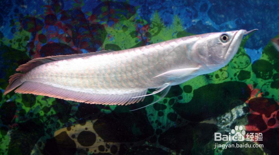 如何养好银龙鱼？