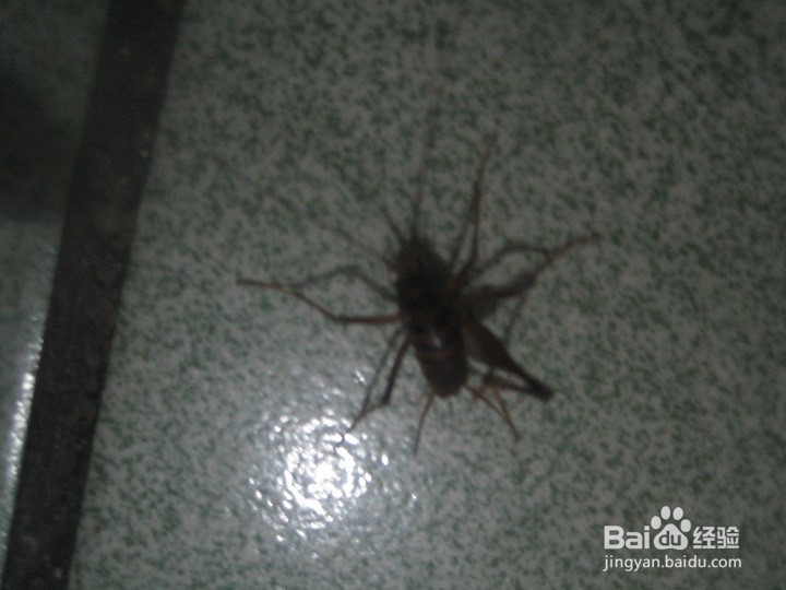 夜里在室内怎样给蟋蟀拍照