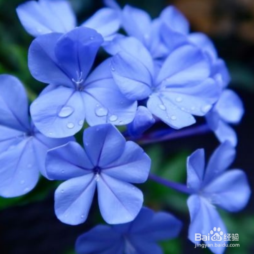 蓝雪花盆栽怎么养殖？