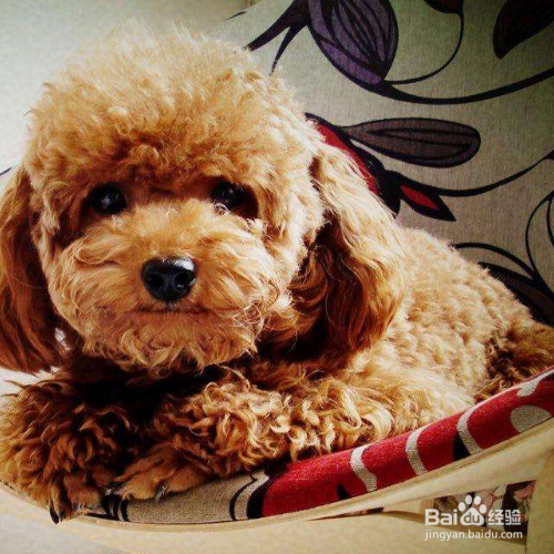 如何判断狗狗是否怀孕了?