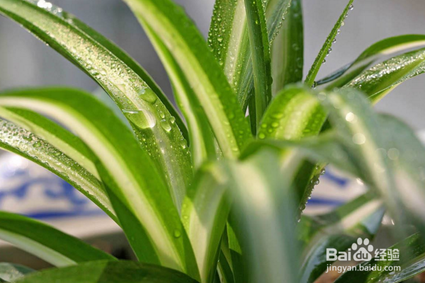 墙上胶水味怎么去除