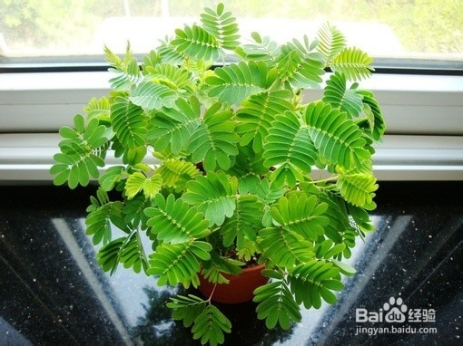 不能放于室内的植物有哪些?