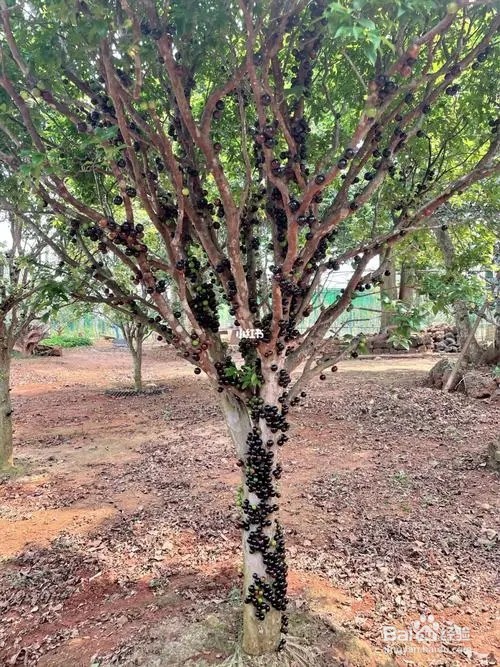 嘉宝果种植方法和技巧