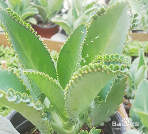 不死鸟的养殖方法