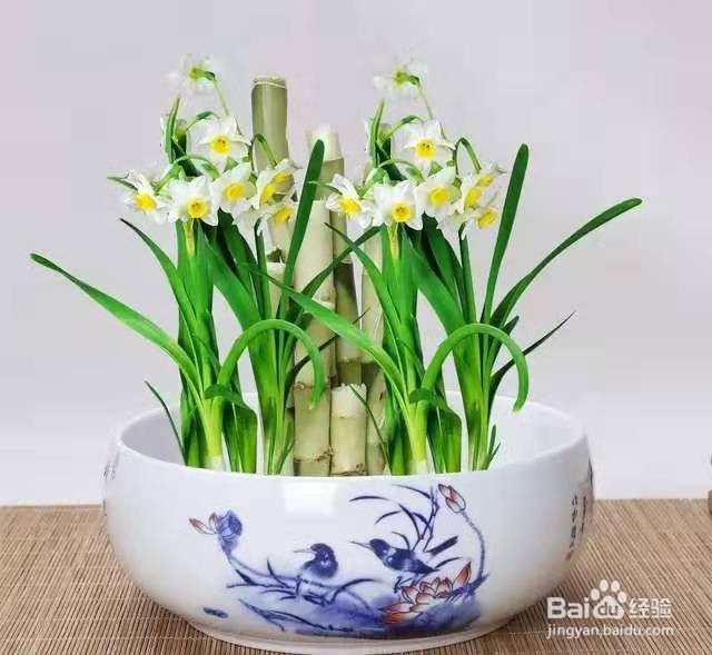 勤快人适合养的花,浇水越勤越能长爆盆