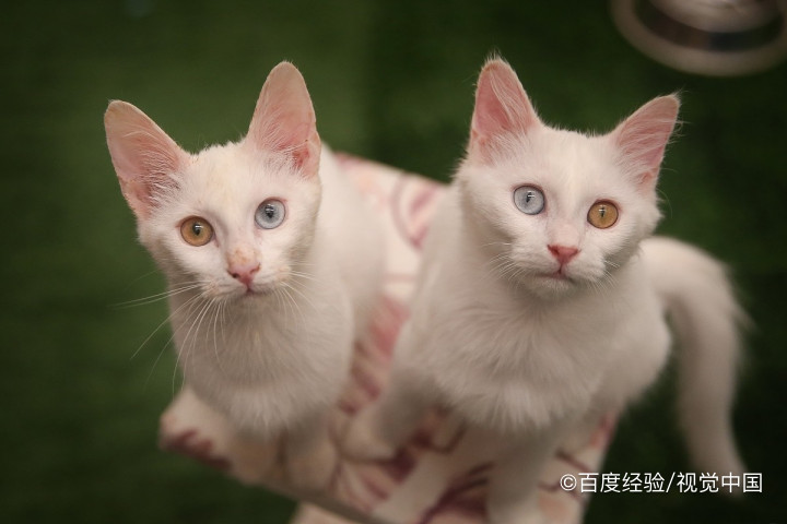 母猫赶走小猫的方式