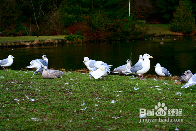 棒棒糖女孩和温哥华绿头鸭(组图)