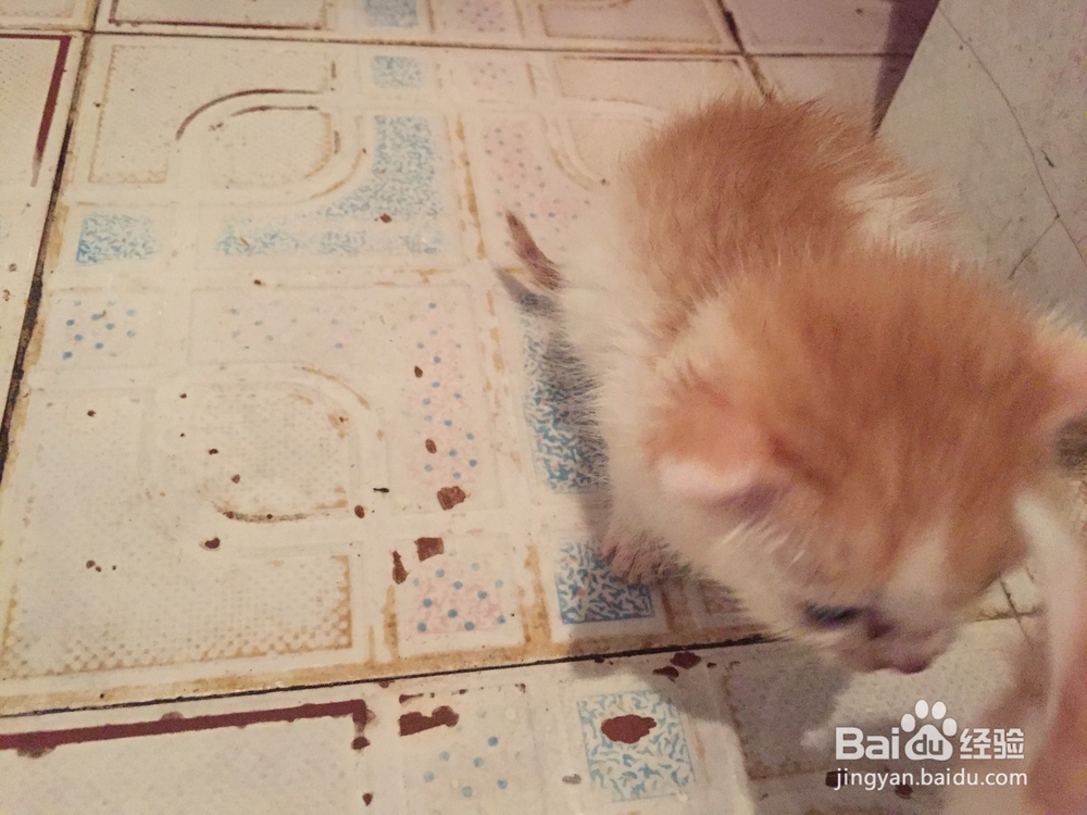 十几天的小猫不会吞咽怎么办
