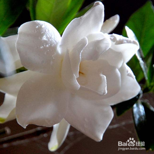 栀子花不开花是怎么回事?