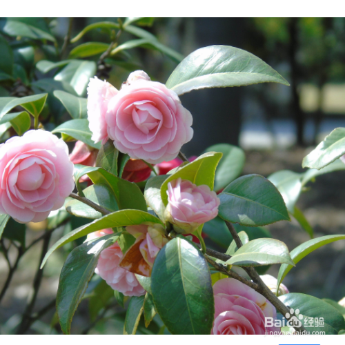 茶花落蕾怎么办?