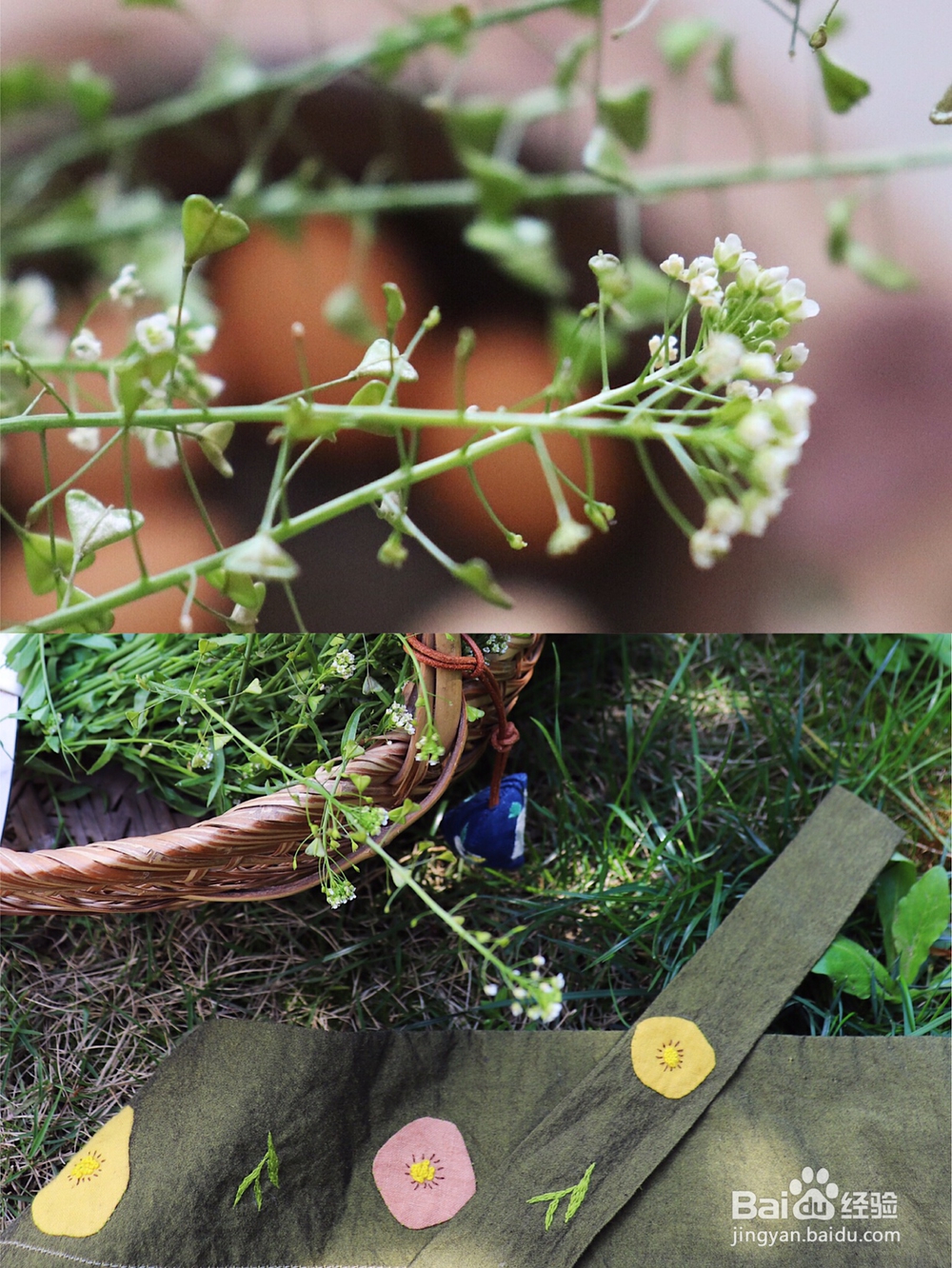 吃不胖的荠菜花煮鸡蛋