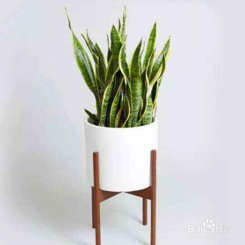 虎皮兰烂根怎么办