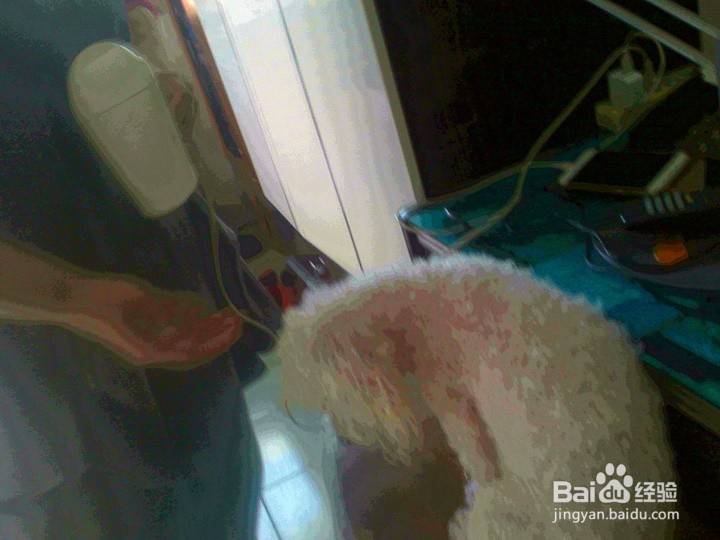 刚洗完澡的宠物狗怎样吹干卷着的毛