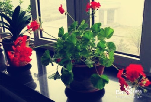 怎样更好地养花？