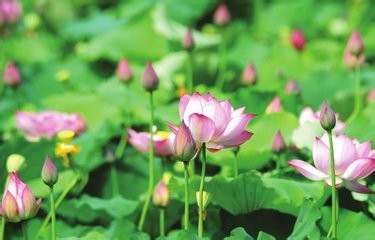 怎样养好盆栽荷花?