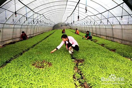 中药材抗重茬的方法