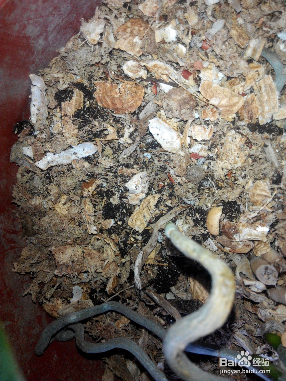 蝴蝶兰换土要提前准备