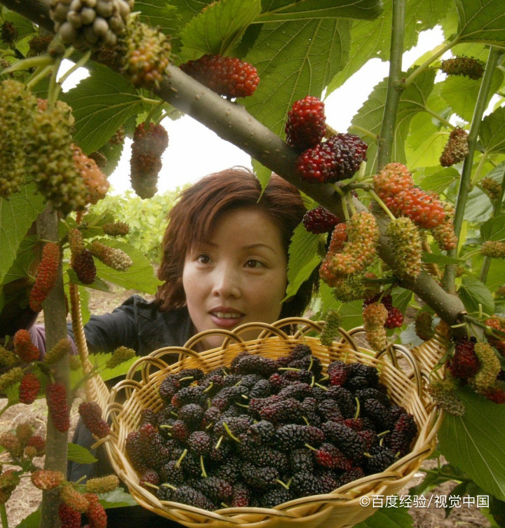 马桑果的危害有哪些