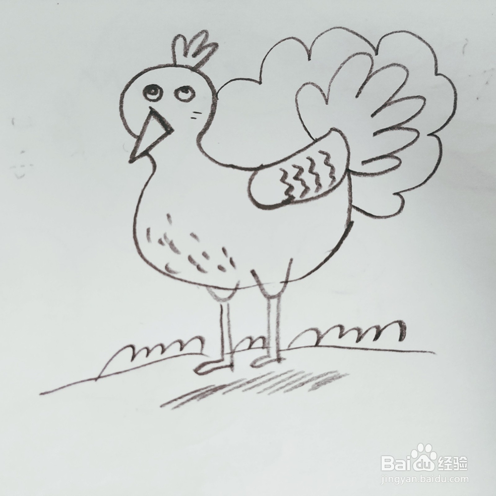 我们如何来画一只卡通版孔雀简笔画呢
