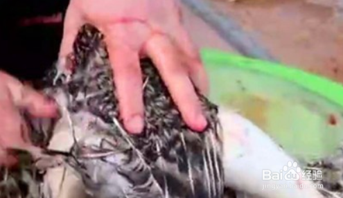 鸽子怎么处理才能留住营养