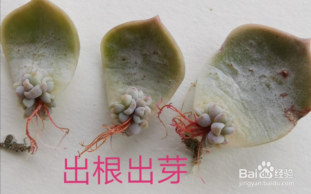 冬天多肉叶片扦插方法