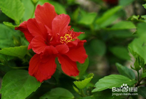 扶桑花怎样扦插繁殖