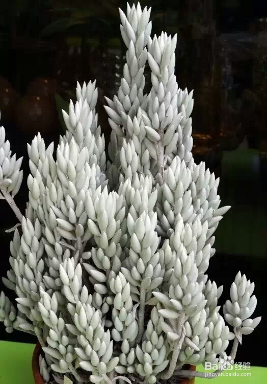 如何趁秋季将多肉植物迅速养大变肥