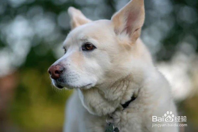 怎么样去掉家具上的狗狗毛