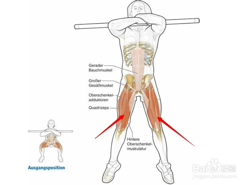 高尔夫球训练：[27]相应肌肉图解27
