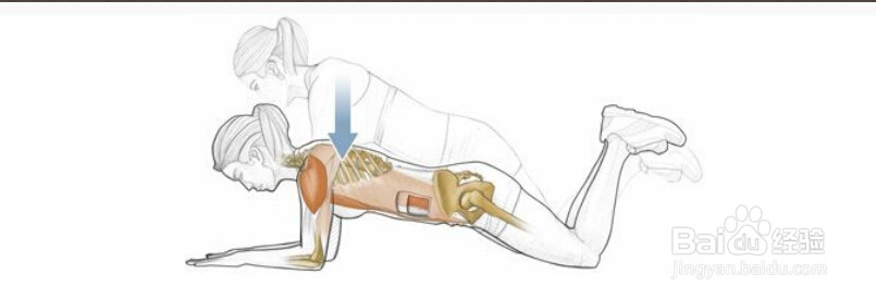 高尔夫球训练：[23]相关肌肉图解23