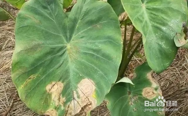 芋头常见病虫害的防治方法