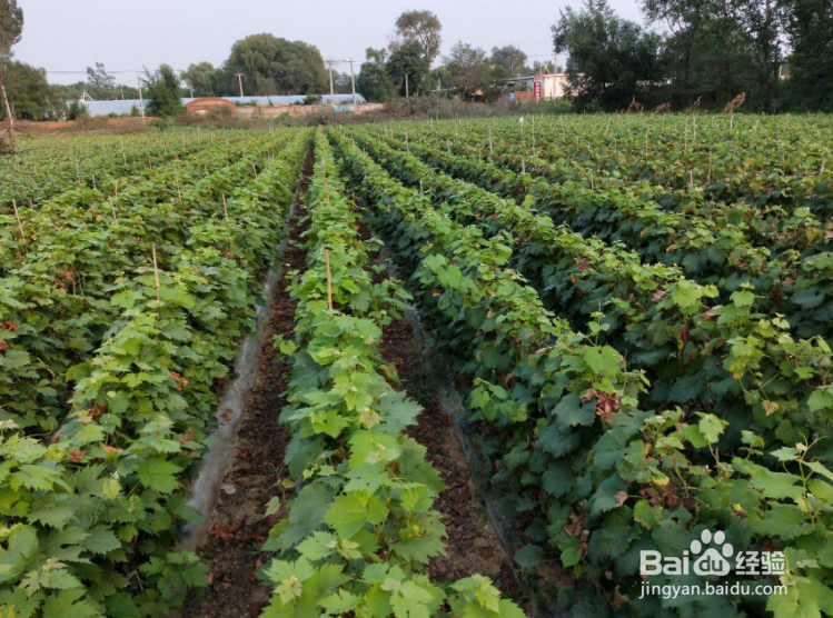 新栽的葡萄苗第一年怎么管理