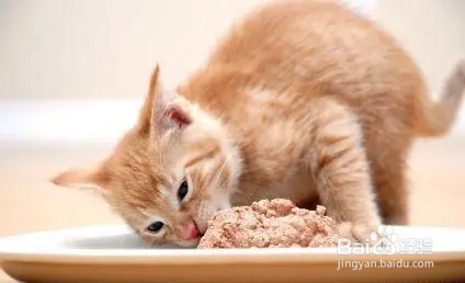 小猫护食特别凶怎么办