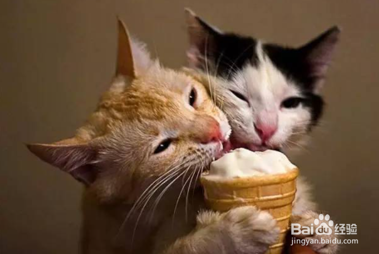 小猫特别爱叫应该怎么做才能让它安静下来