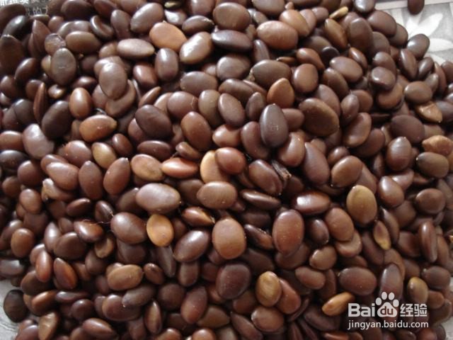 初中生物:种子萌发的条件