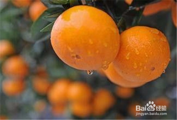 感冒时期可以食用哪些水果不适宜食用哪些水果