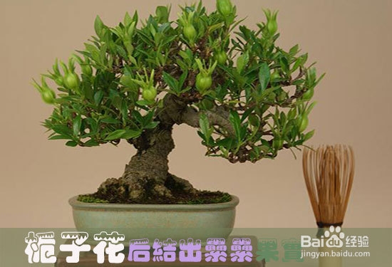 栀子花不开花怎么办