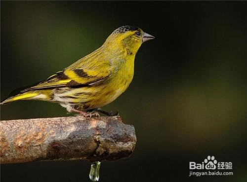 黄雀食制作方法