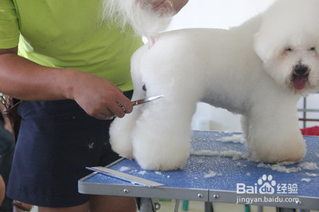 宠物美容师证书怎么考?