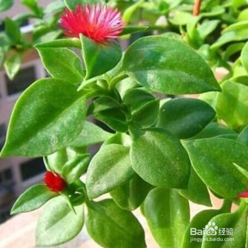 穿心莲该怎么养?