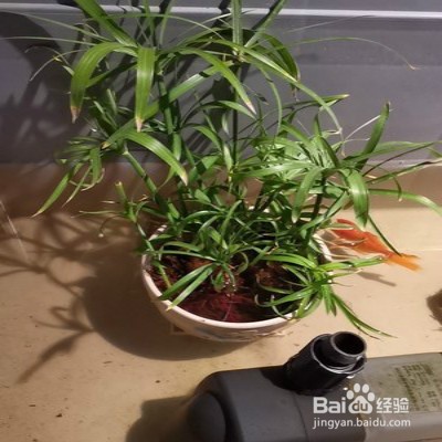 风车草怎样养护