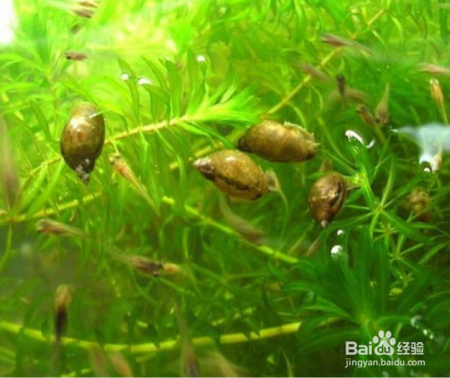 怎么养金鱼藻 百度经验 怎么养金鱼藻 百度经验