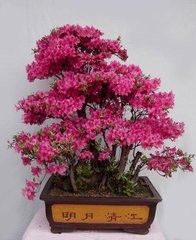 ——如何开盆栽花卉店——