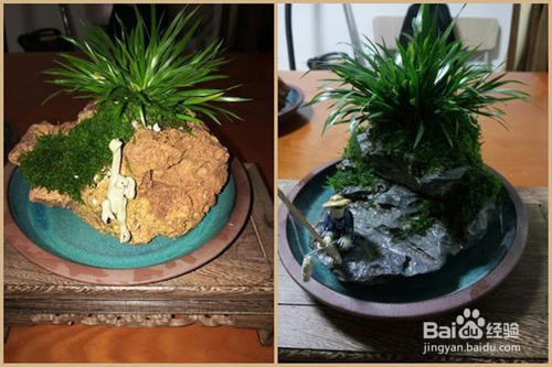 菖蒲用无孔盆怎么养